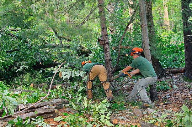 Best Tree Clearing Services  in Lake Of The Pines, CA